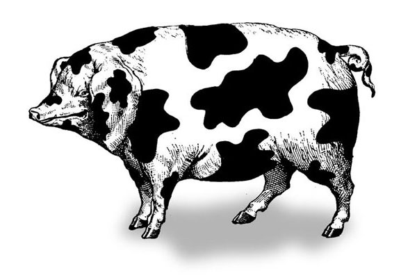 Campagna d’informazione, bio-sostenibilità CNA